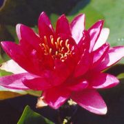 Nymphaea 'Red Paradise'